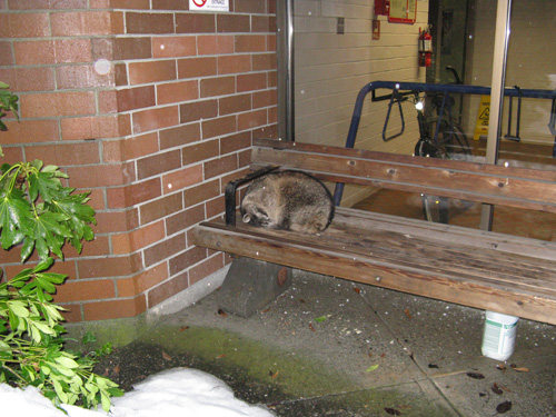 Poco Pete, the raccoon who has taken up residence on a bench at Poco Transit Centre.