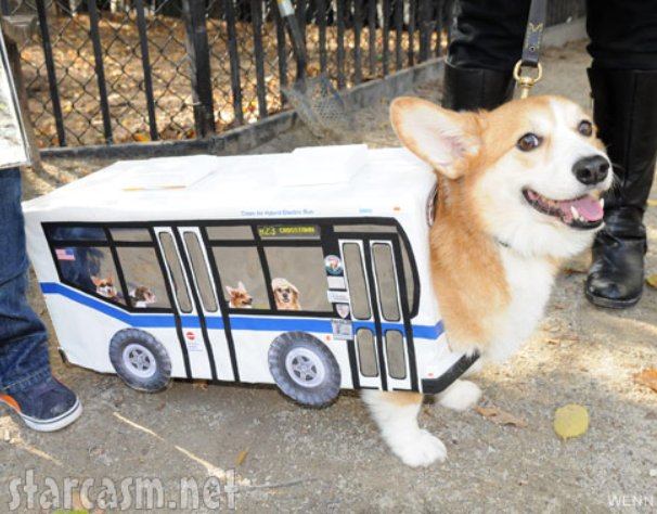 I didn't forget our furry friends! Corgi as a bus. With doggy friends riding said bus. Enough said!