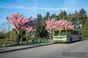 Cherry blossoms? Check. Big yellow bus? Check.