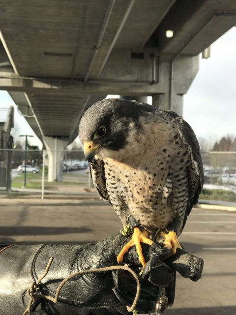 Falconry Project