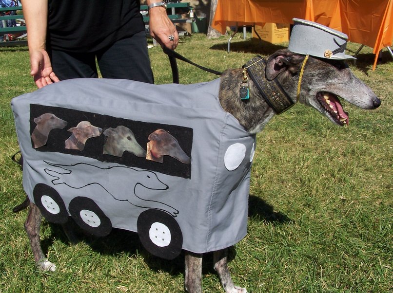 A greyhound as a greyhound bus WITH GREYHOUNDS on board!