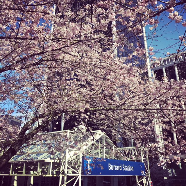 #MyTransLink photo of Cherry Blossom trees at Burrard SkyTrain Station