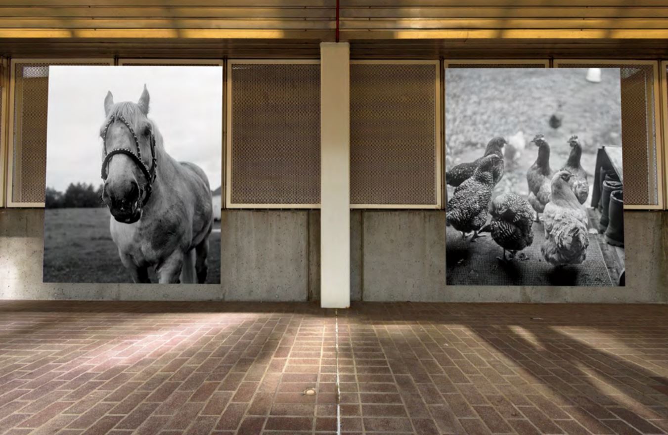 Davey's two photographs featuring a fowl and equines at the Stadium-Chinatown Station