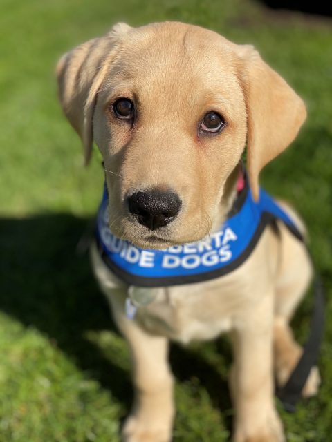 photo of Expo, BC & Alberta Guide Dogs' puppy named after TransLink's Expo Line