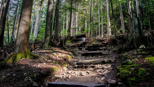 A steep trail of Grouse Grind, surrounded by towering trees