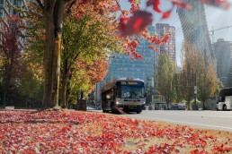 Autumn leaves fall in the foreground and the 250a Dundarave bus along Georgia Street in Downtown Vancouver.