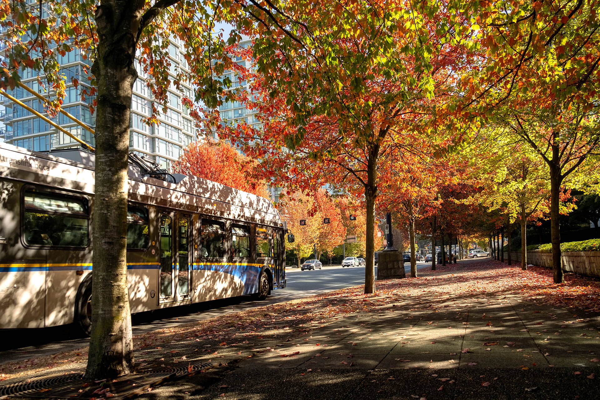 Bus passes by a sidewalk with fall foliage