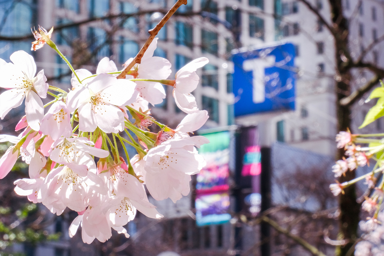 Cherry blossoms near a SkyTrain station