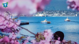 A SeaBus in front of cherry blossom trees, with logo