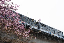 A SkyTrain passing across cherry blossoms