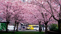A HandyDART vehicle drives by the cherry blossoms at David Lam Park