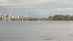 A pod of orcas swim in the Burrard Inlet as seen from the SeaBus