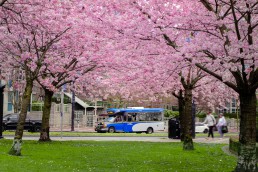 Community Shuttle Bus passes by cherry blossom trees