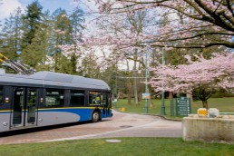 19 Stanley Park bus heading to Stanley Park. Cherry blossom trees are blooming