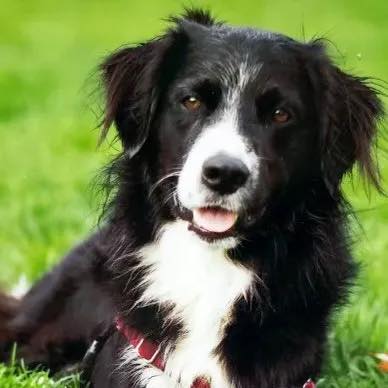 Ollie, missing dog found on transit