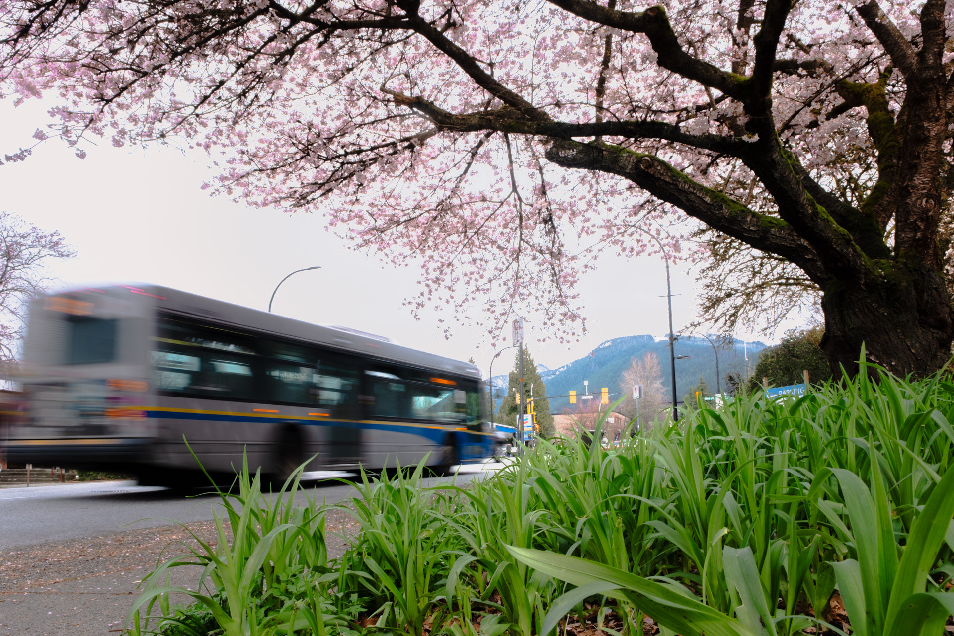 A bus drives past a cherry blossom tree. Grouse Mountain is in the background.