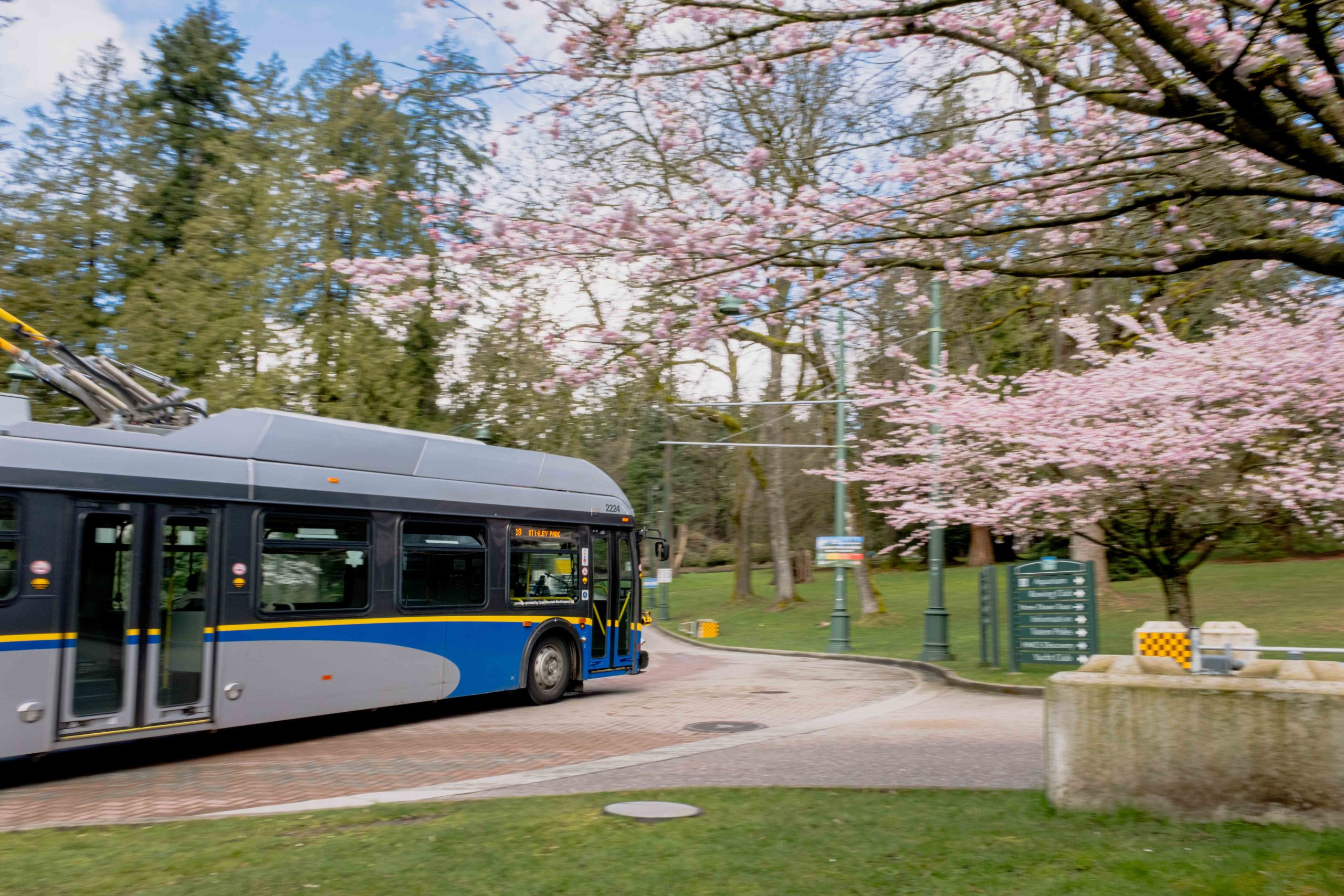 A TransLink trolley bus travels through Stanley Park beneath blooming pink cherry blossoms, passing a park entrance sign on a curved road surrounded by trees and green space