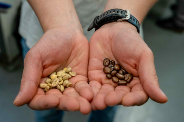 two hands hold coffee beans, one roasted, one unroasted